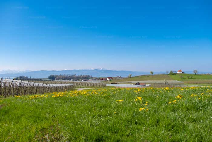Obstanbaugebiet am Bayerischen Bodensee