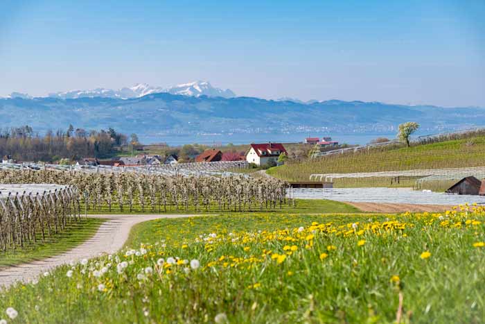 Bayerischer Bodensee mit Schweizer Alpen