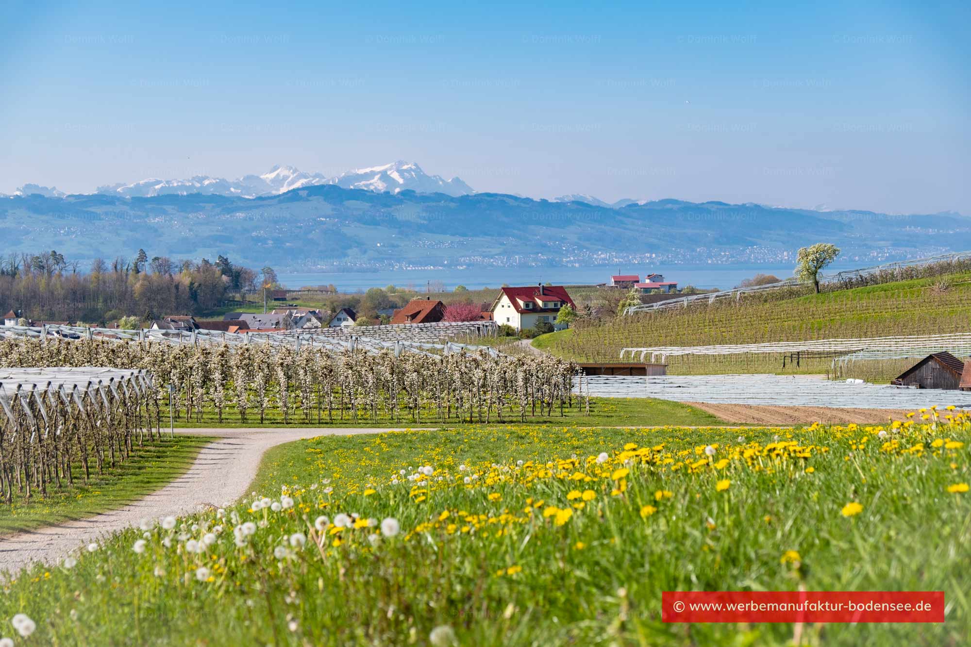 Bild + Foto - Wasserburg am Bodensee und Schweizer Alpen