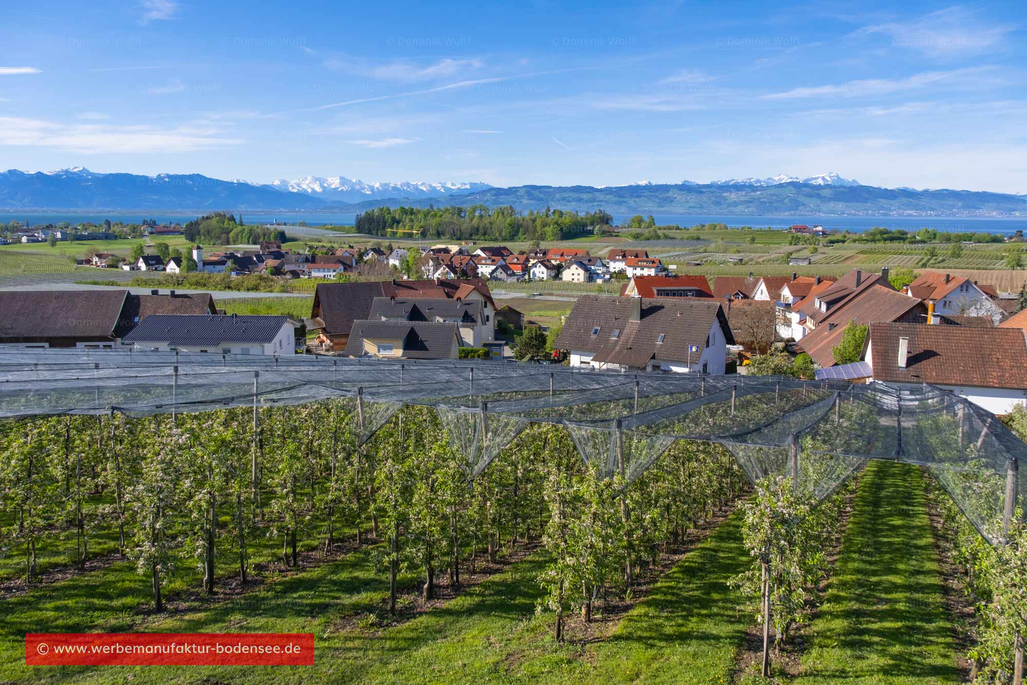 Bild + Foto - Selmnau und Hattnau (Wasserburg am Bodensee) mit Alpenpanorama