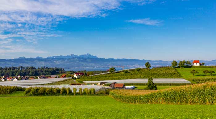 Landwirtschaft am Bayerischen Bodensee