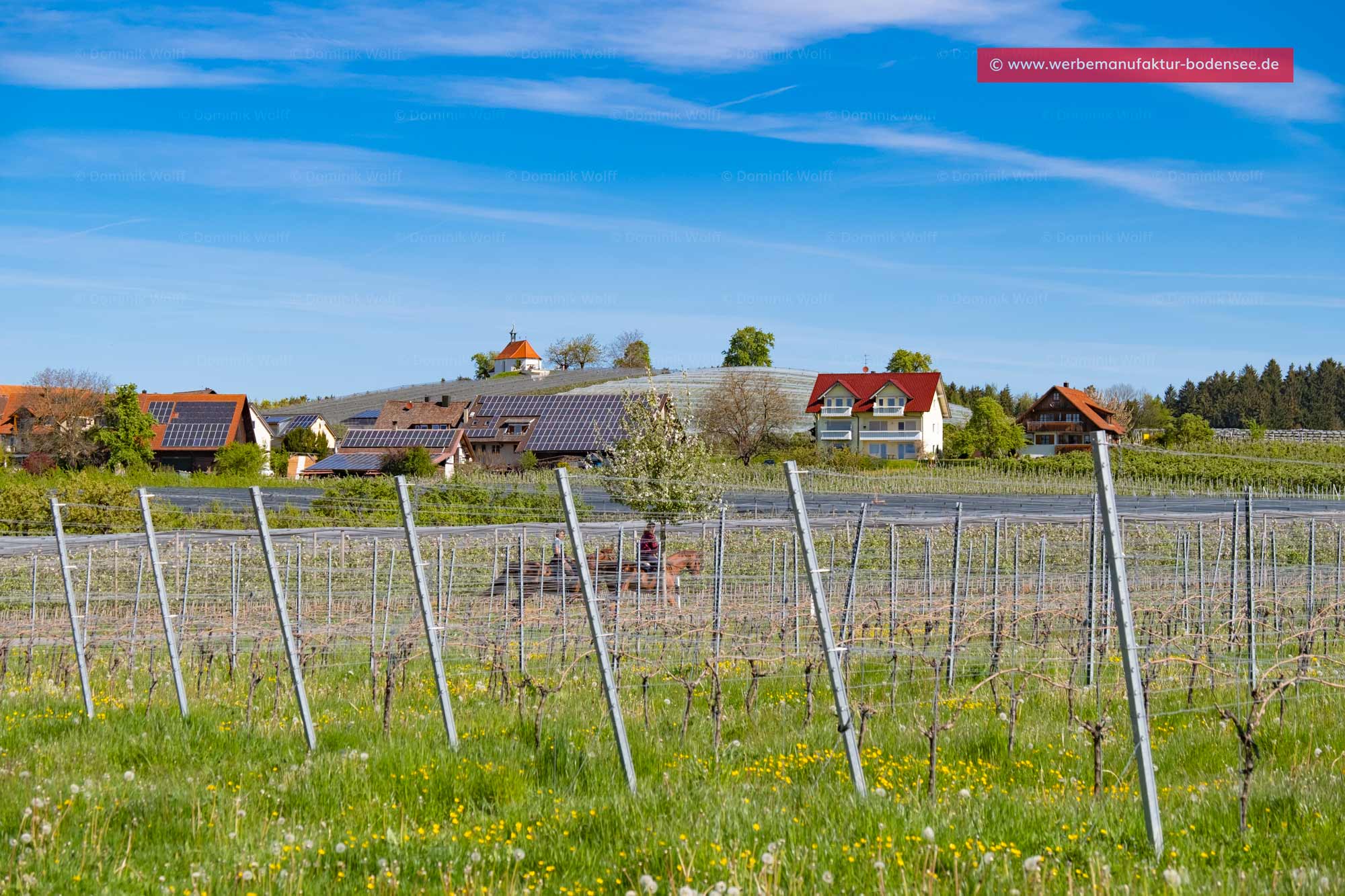 Bild + Foto - Dorf Selmnau in Wasserburg am Bodensee
