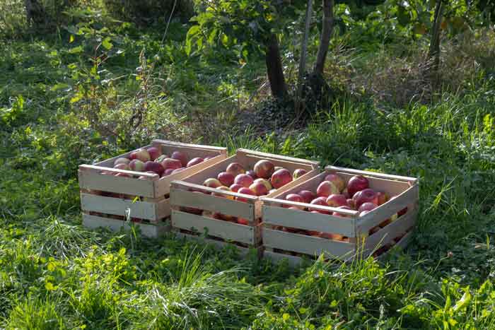 Apfelernte am Bayerischen Bodensee