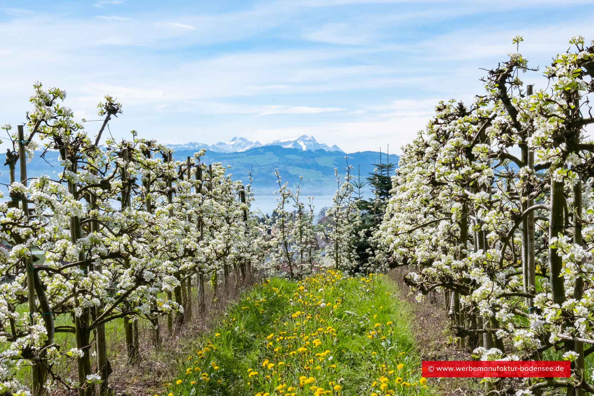 Bild + Foto - Apfelblüte in Wasserburg am Bodensee