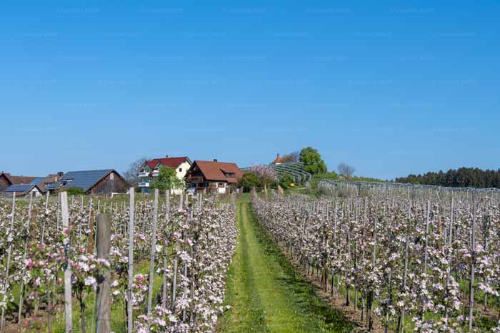Apfelblüte am Bayerischen Bodensee