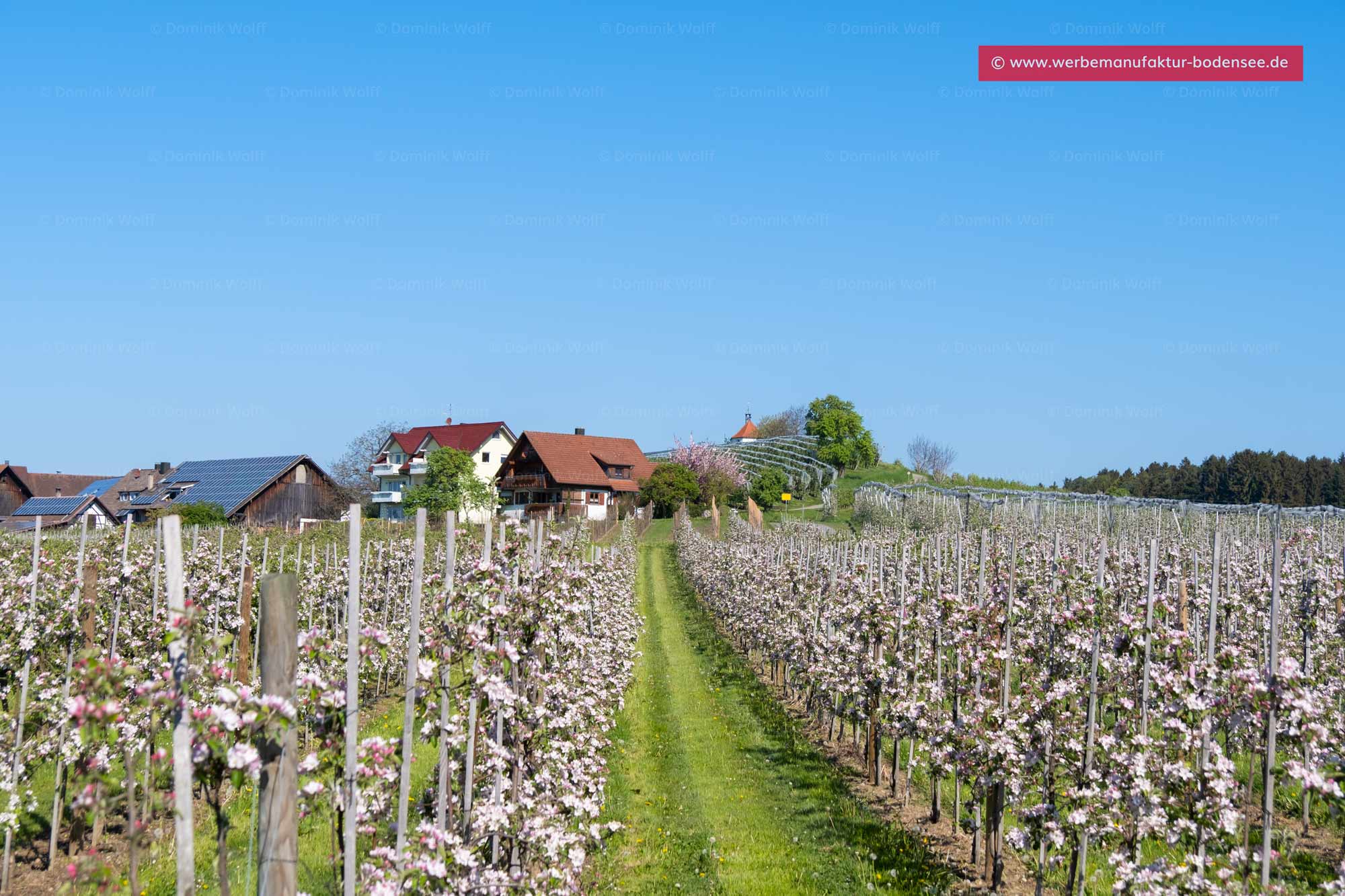 Bild + Foto - Apfelblüte in Selmnau am Bodensee