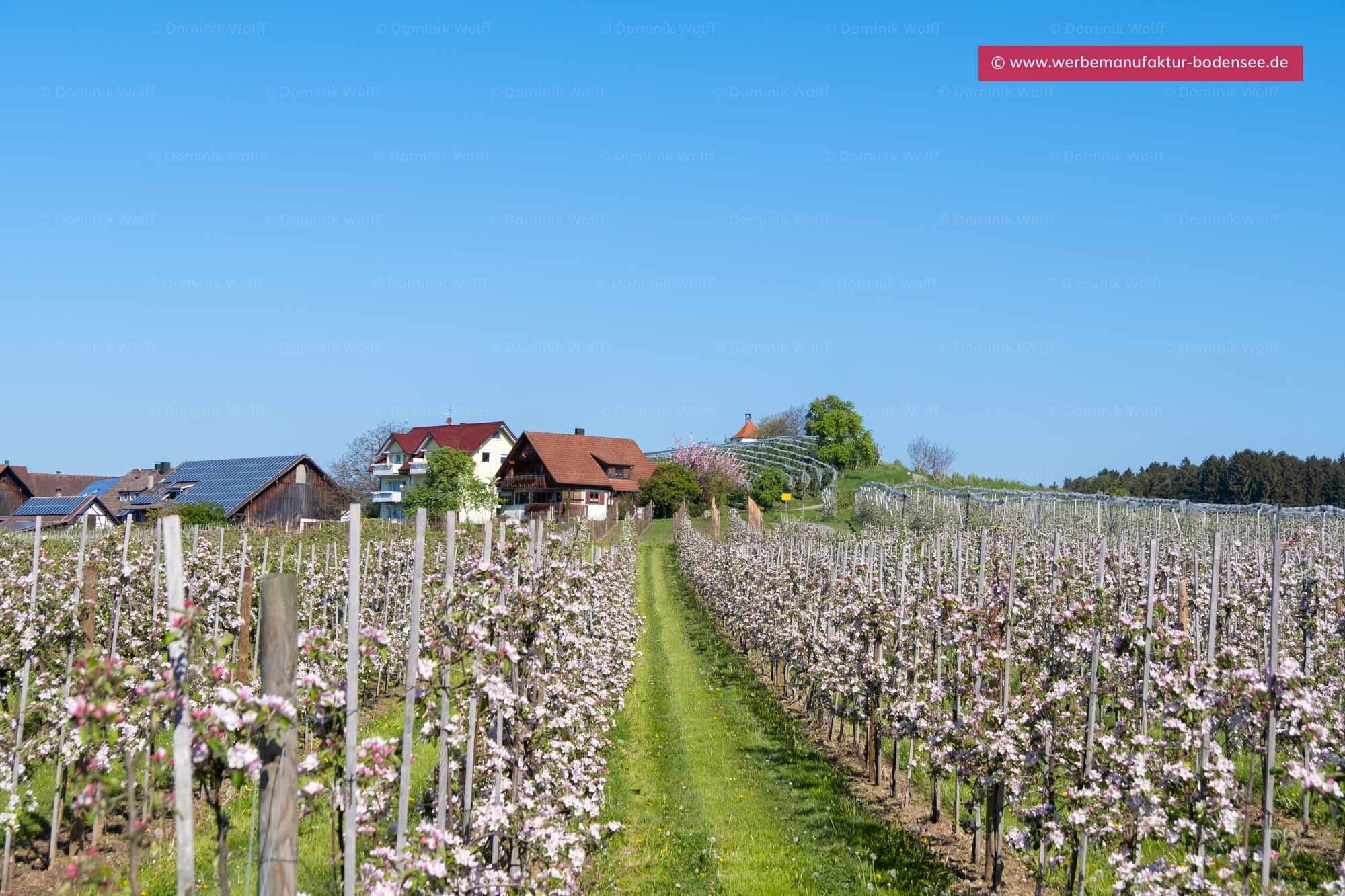 Apfelblüte am Bayerischen Bodensee