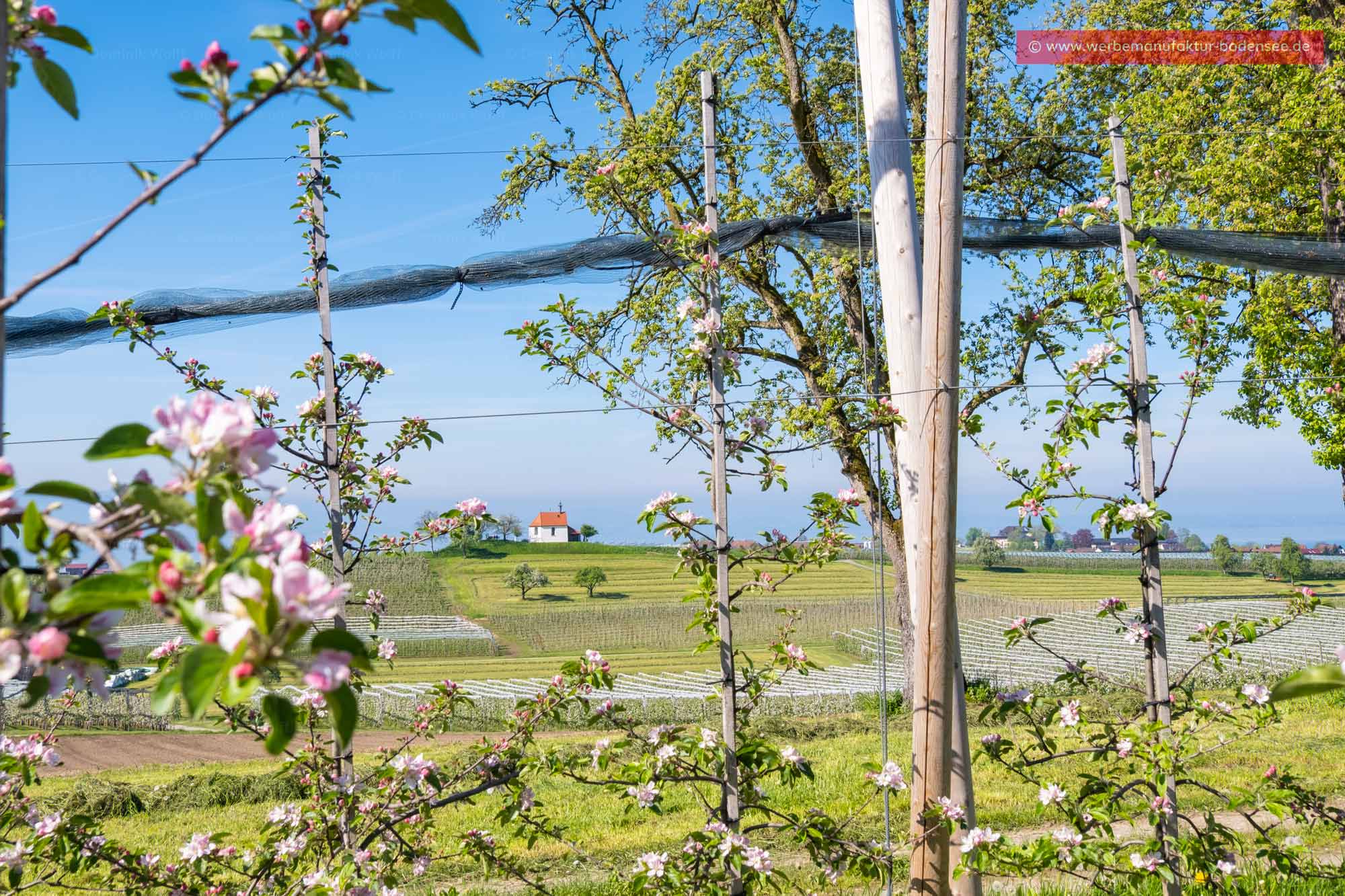 Bild + Foto - Apfelblüte am Bayerischen Bodensee