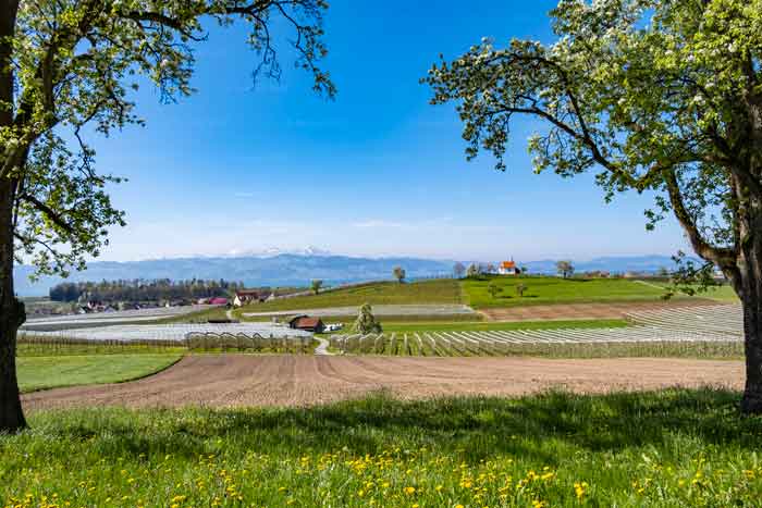 Frühjahr am Bodensee