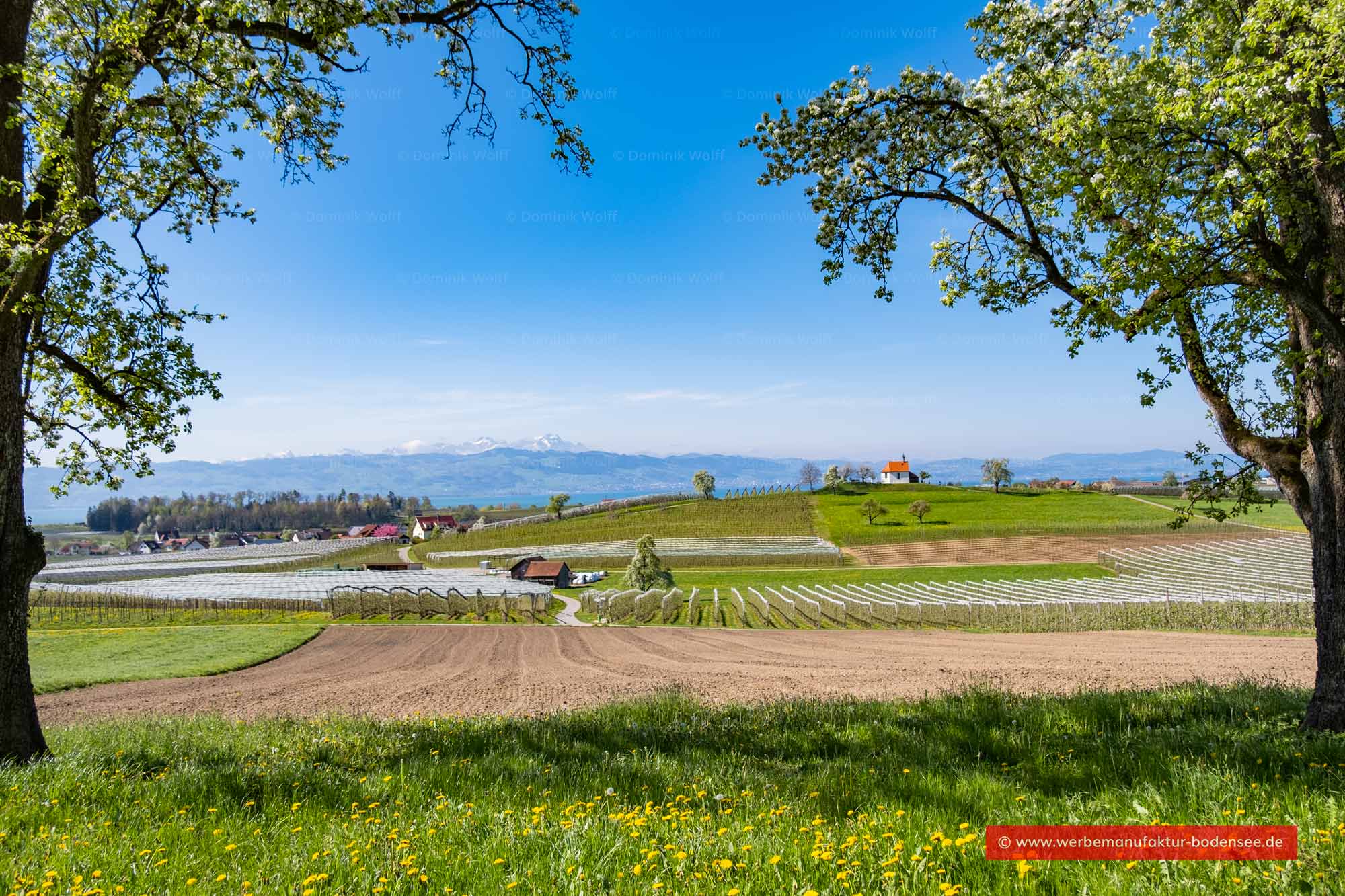 Bild + Foto - Frühling am Bayerischen Bodensee