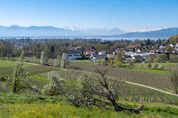 Entenberg am Bayerischen Bodensee