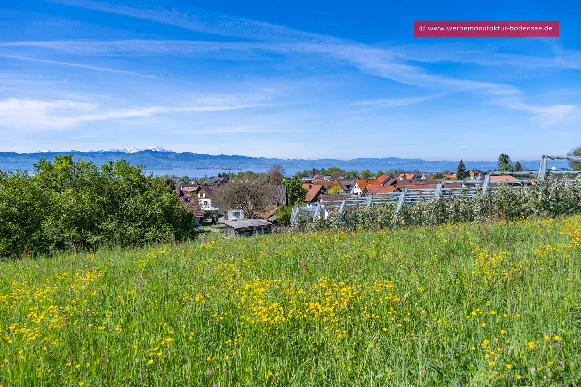 Bild + Foto - Frühling in Hege (Wasserburg am Bodensee)