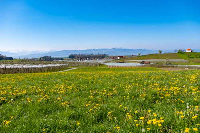 Frühling am Bayerischen Bodensee