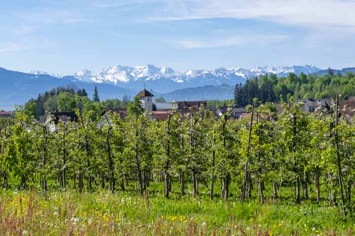 Hattnau am Bayerischen Bodensee