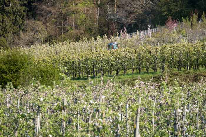 Bodolz am Bayerischen Bodensee