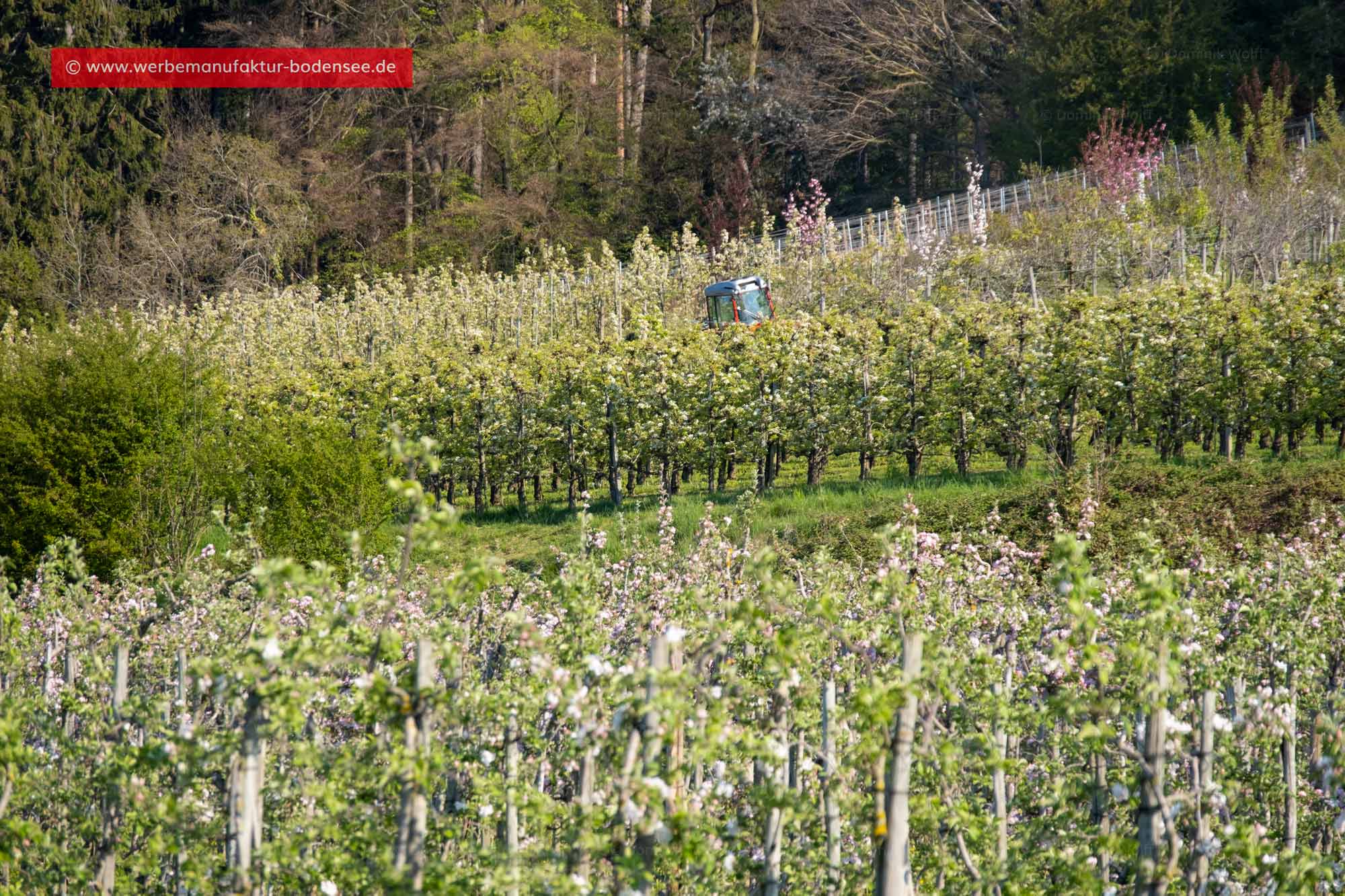 Bild + Foto - Herrmannsberg in Bodolz am Bayerischen Bodensee.