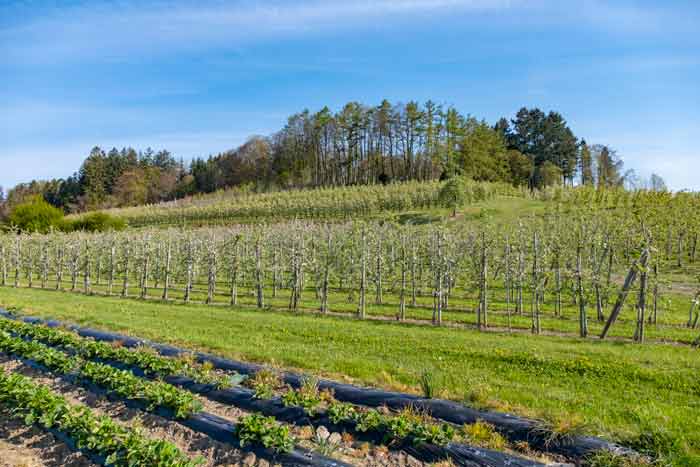 Herrmannsberg in Bodolz