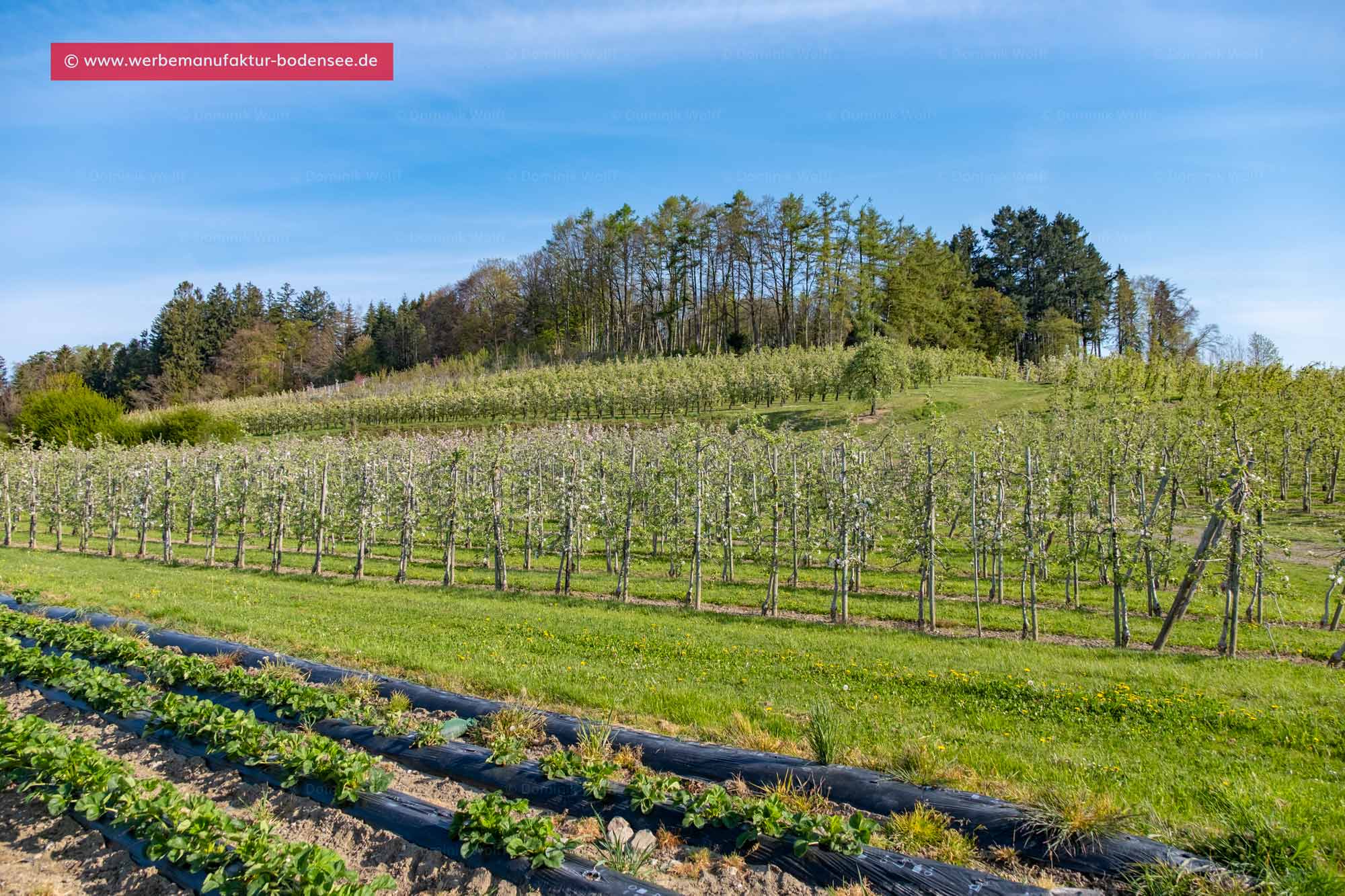 Bild + Foto - Herrmannsberg in Bodolz am Bayerischen Bodensee