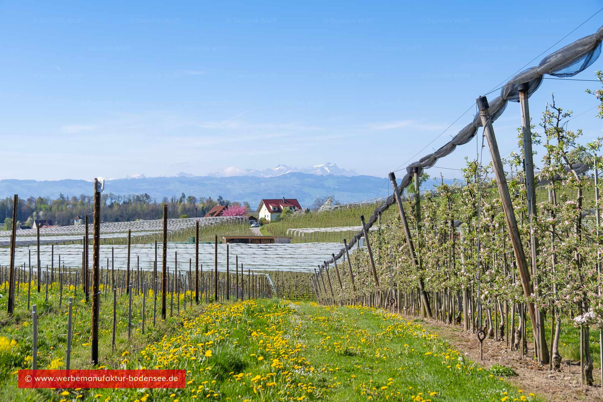 Bild + Foto - Bodenseedorf Selmnau