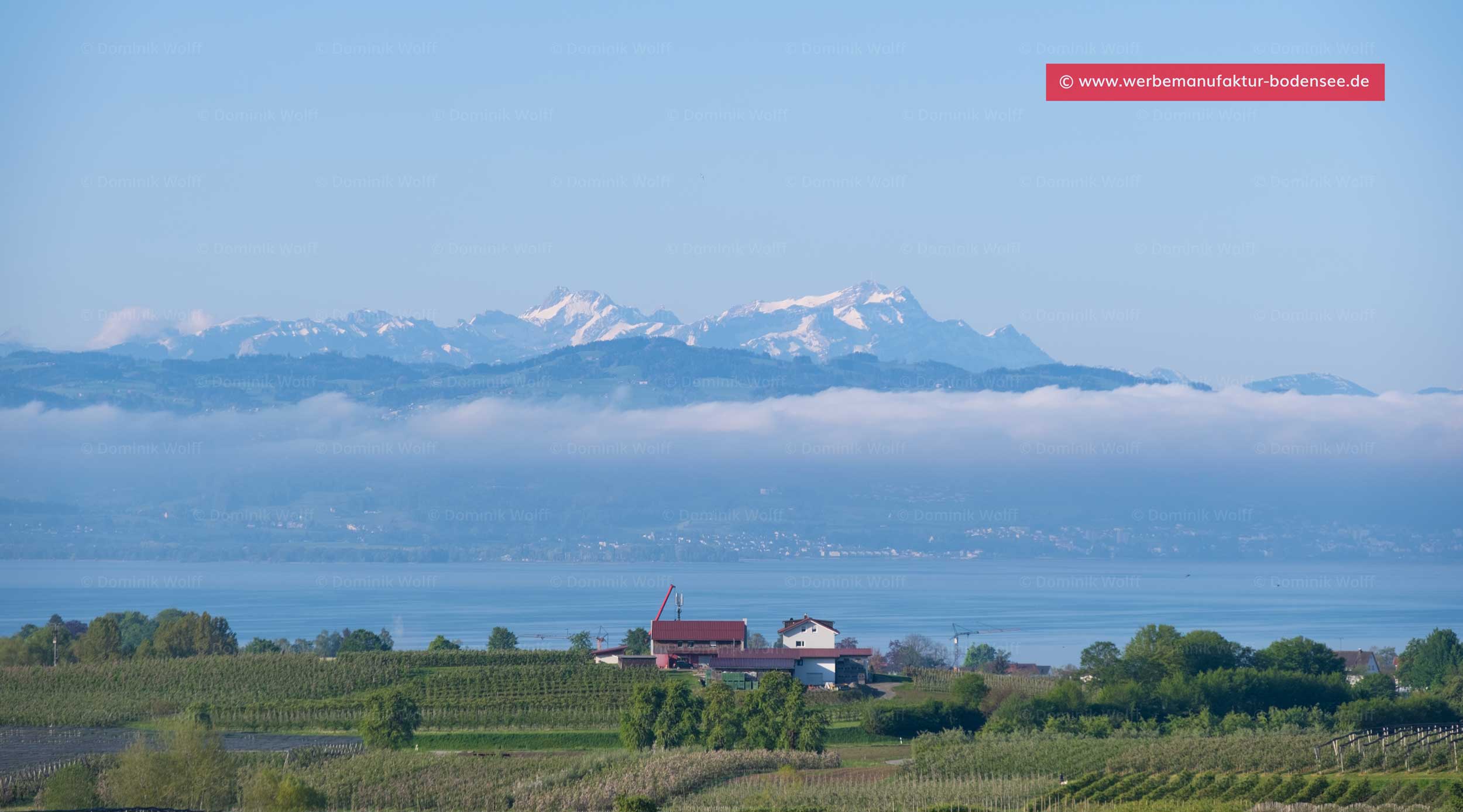 Bild + Foto - Obstbaumfelder von Nonnenhorn am Bodensee