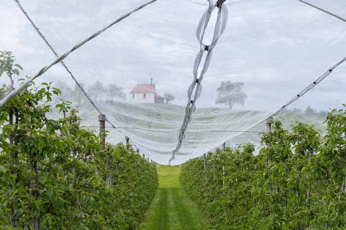 Obstanbau am Bayerischen Bodensee