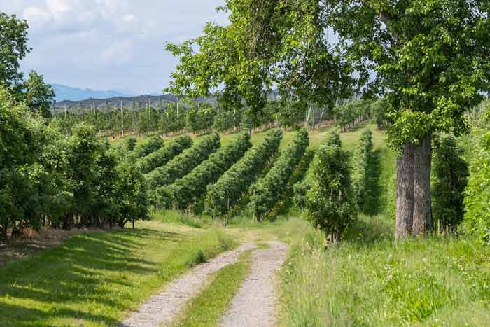 Grenzweg bei Nonnenhorn am Bodensee
