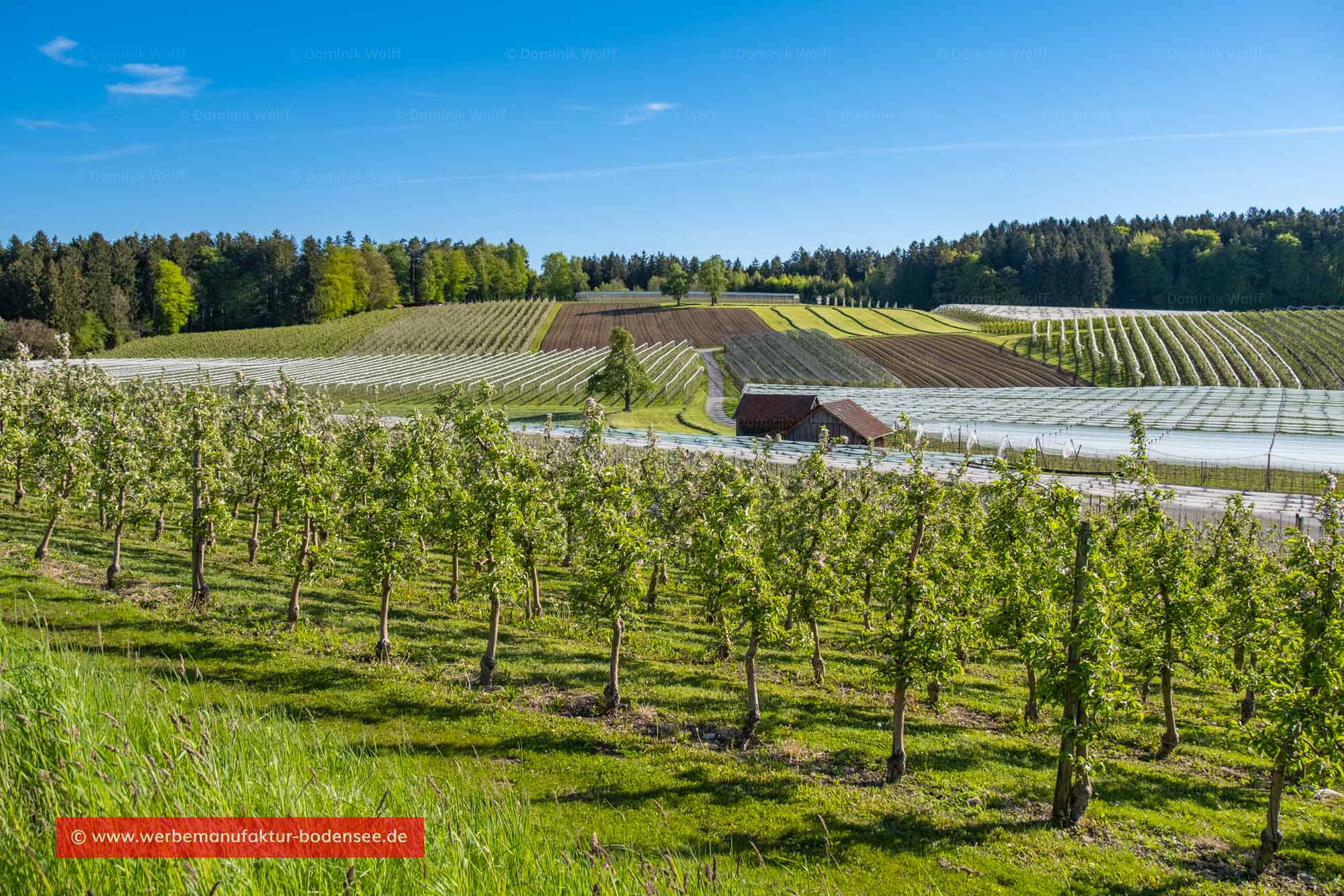 Bild + Foto - Obstanbau in Selmnau (Wasserburg am Bayerischen Bodensee)