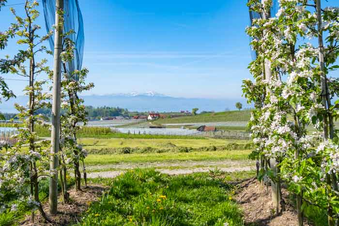 Obstbaumblüte im Bodensee-Hinterland