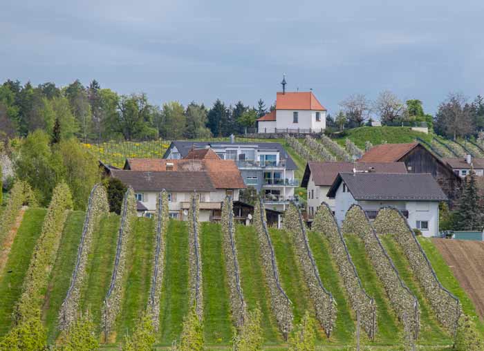 Obstbaumblüte am Bayerischen Bodensee