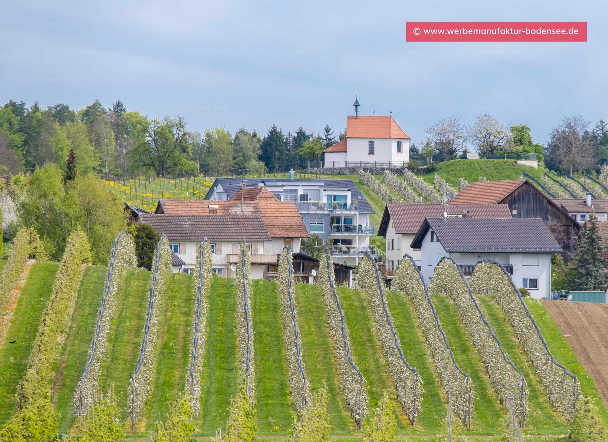 Bild + Foto - Obstbaumblüte in Wasserburg am Bodensee