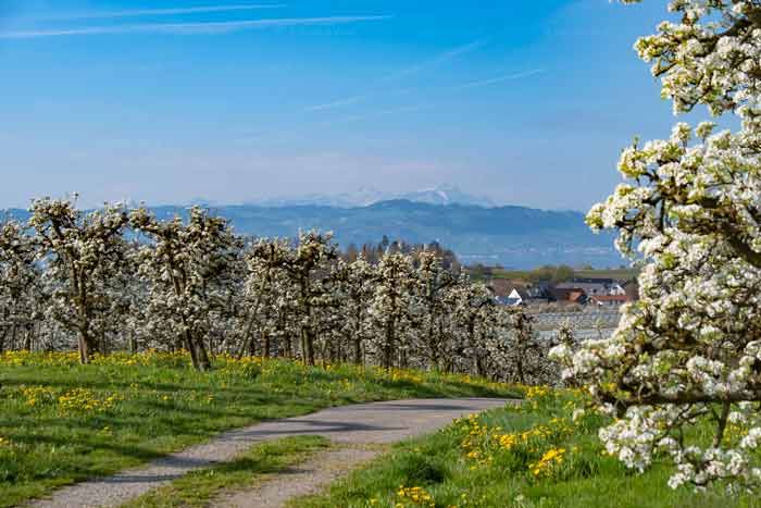Apfelbaumblüte am Bayerischen Bodensee