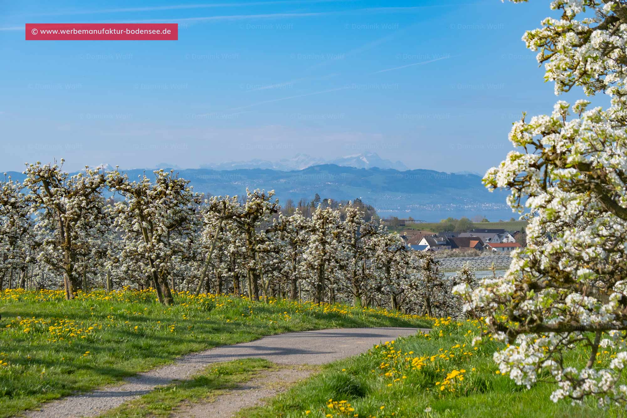 Bild + Foto - Apfelblüte am Bayerischen Bodensee