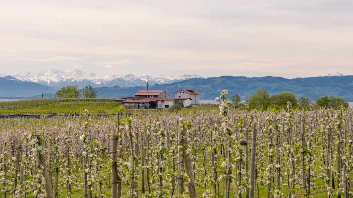 Frühling in Nonnenhorn am Bodensee