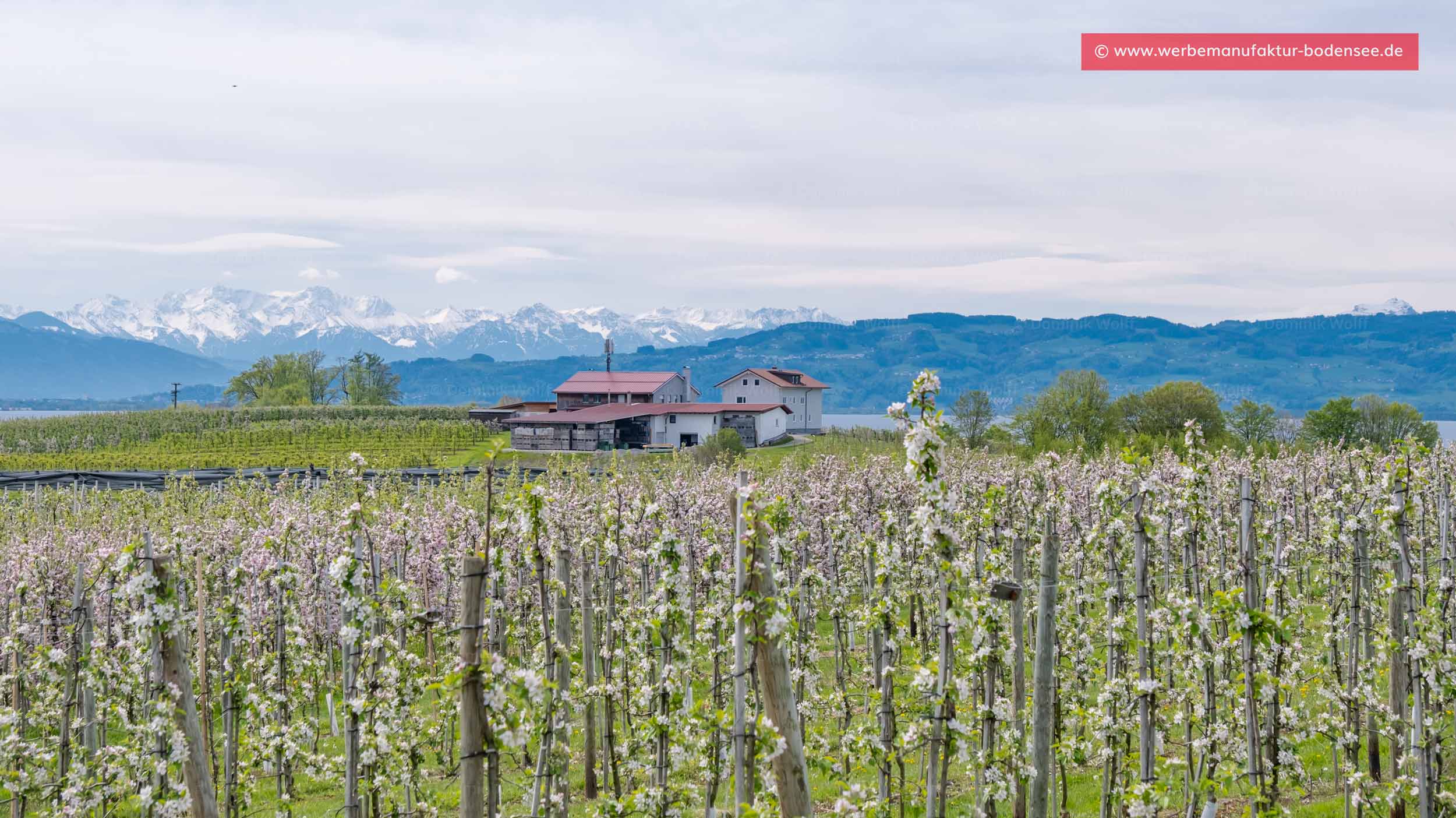 Bild + Foto - Obstbaumblüte in Nonnenhorn am Bodensee