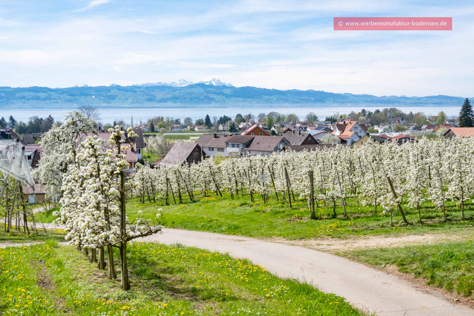 Bild + Foto - Hege in Wasserburg am Bodensee