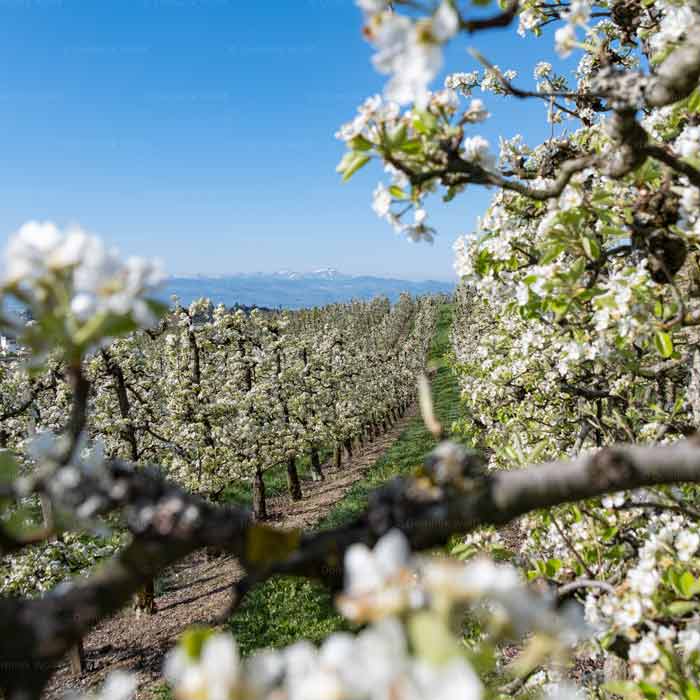 Obstbaumblüte am Bodensee