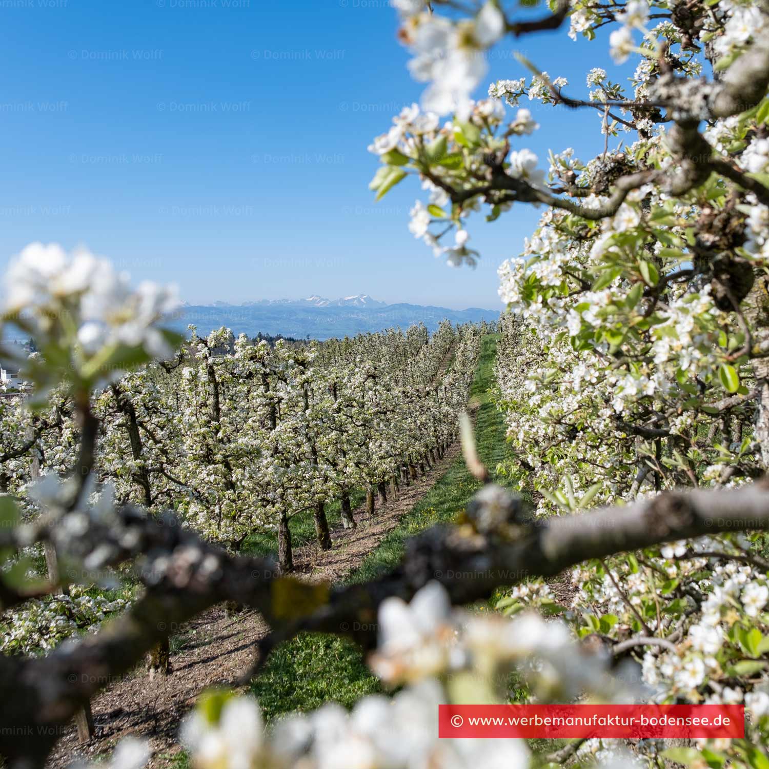 Bild + Foto - Blüte am Herrmannsberg in Bodolz