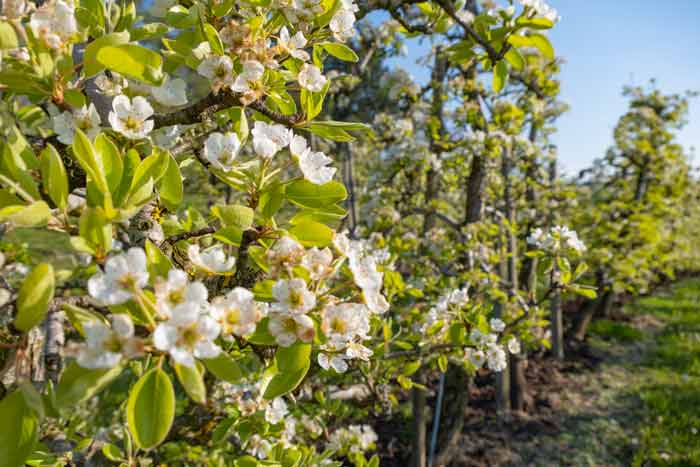 Obstbaumblüte in Bodolz / Bayern
