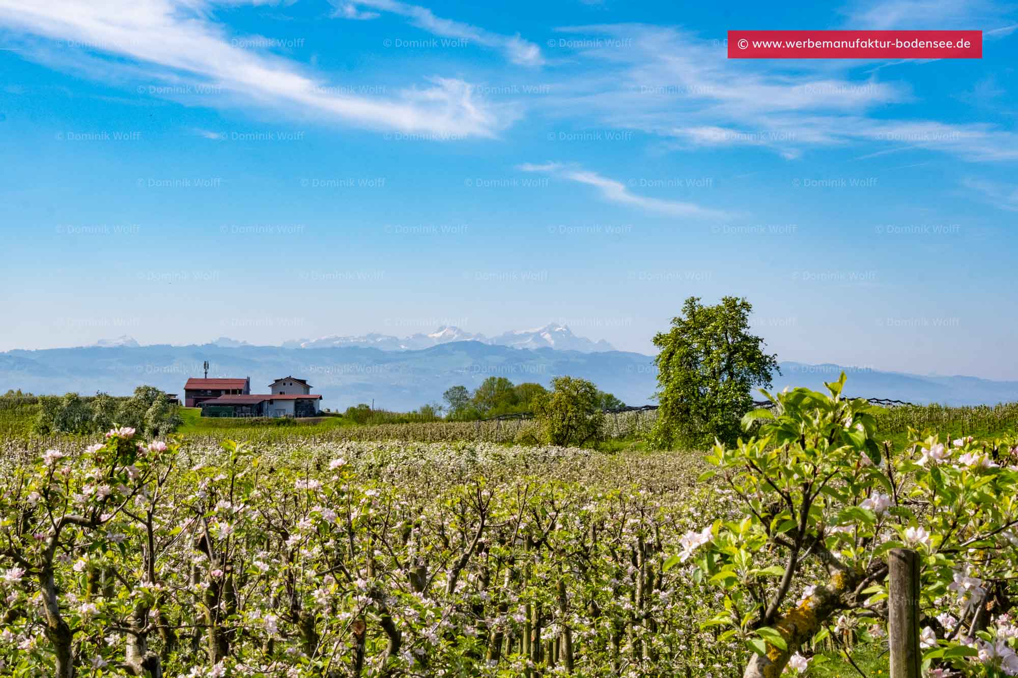 Bild + Foto - Alpen-Panorama am Bodensee