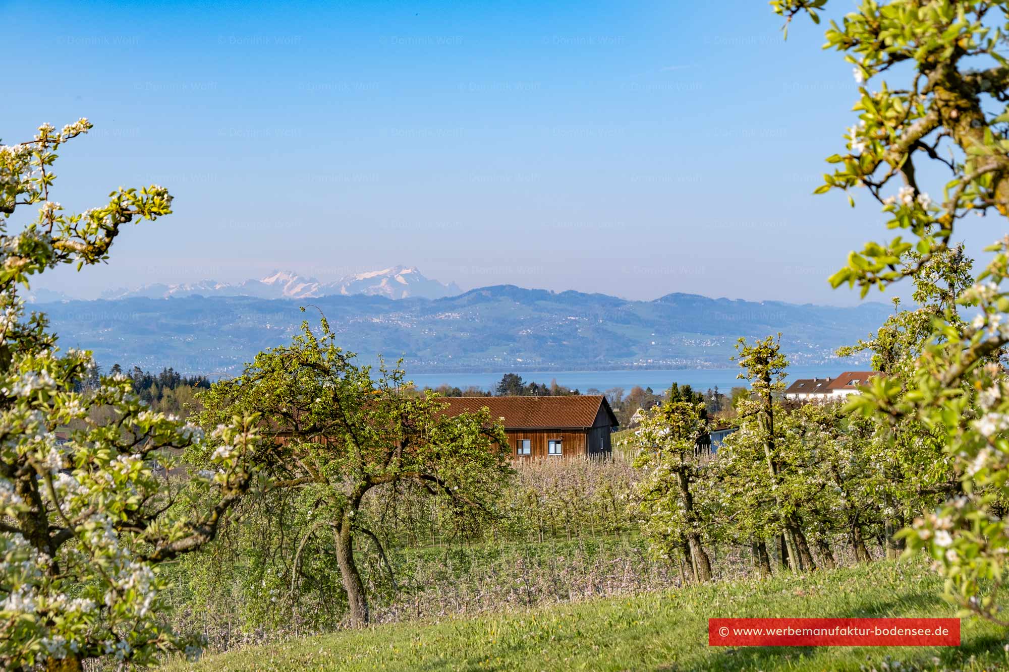 Bild + Foto - Obstgarten in Bodolz am Bodensee