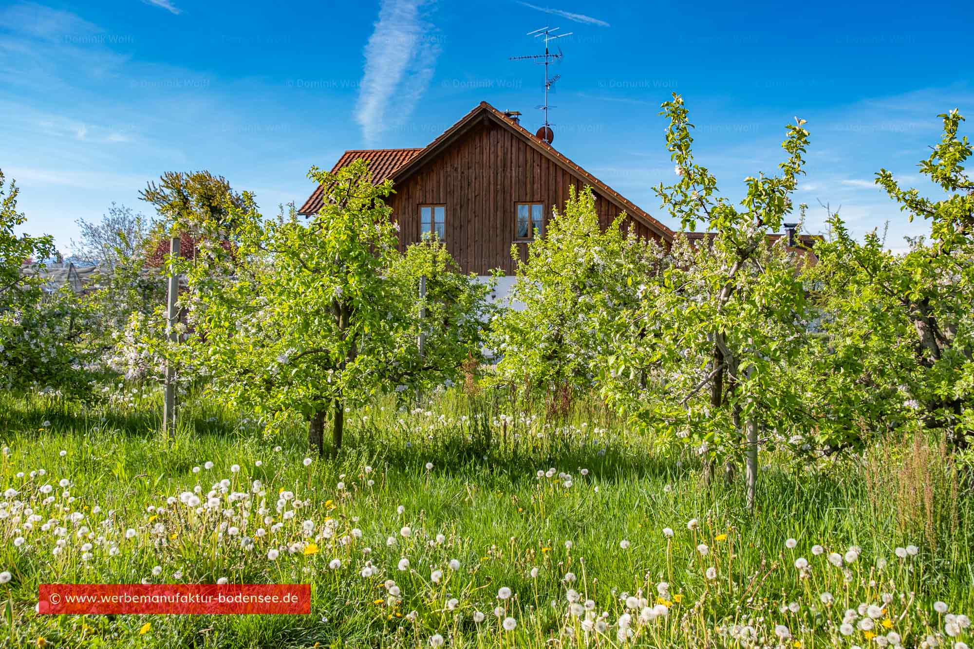 Obstgarten in Nonnenhorn am Bodensee