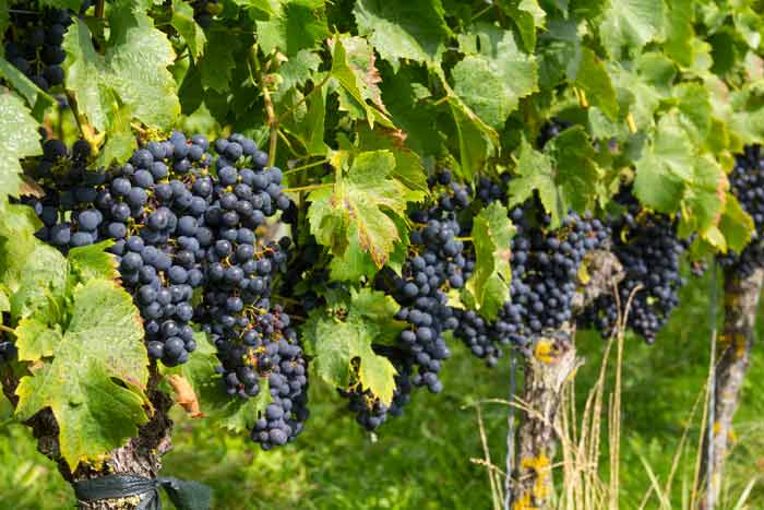 Weinanbaugebiet Nonnenhorn am Bodensee