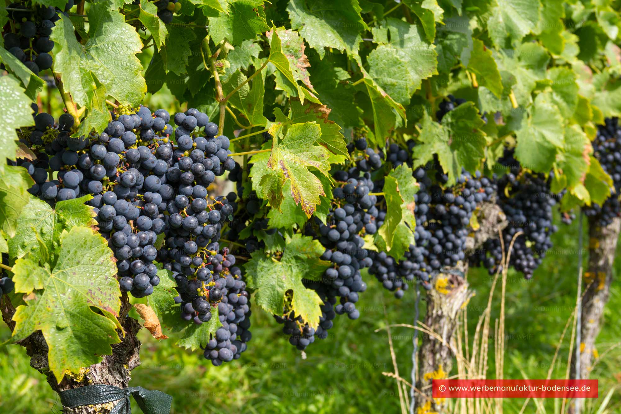 Bild + Foto - Weinanbau in Nonnenhorn am Bodensee