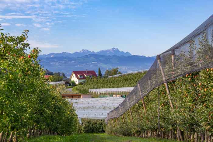Blick von Bayern in die Schweiz