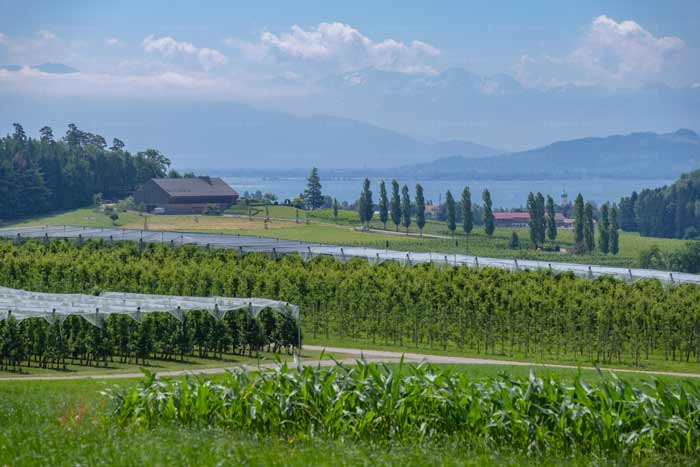 Toskana am Bayerischen Bodensee
