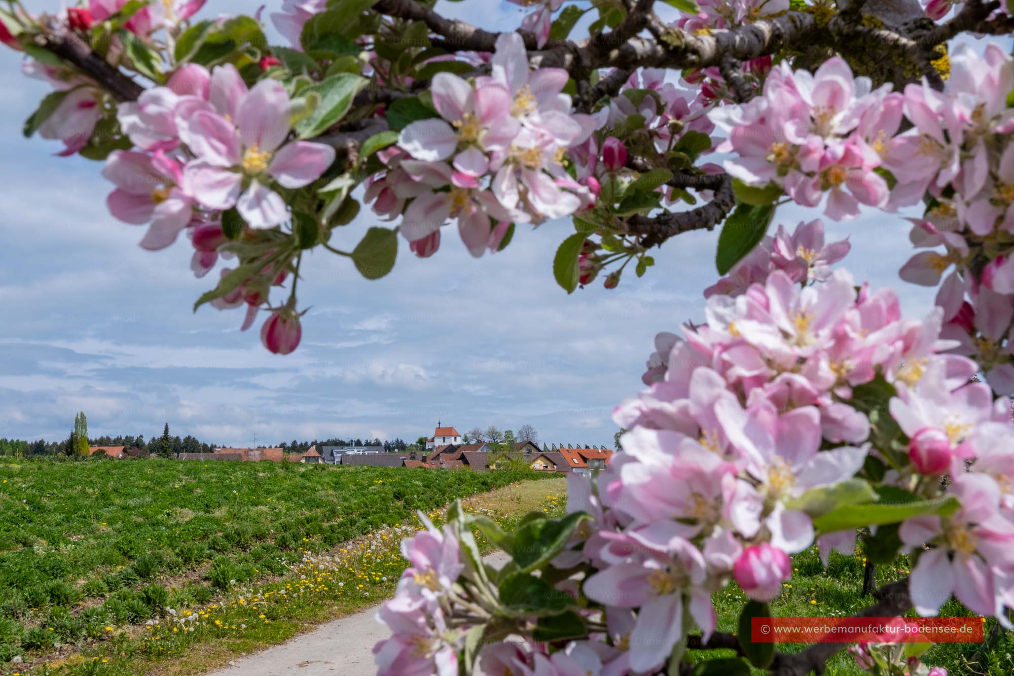 Bild + Foto - Obstbaumblüte in Wasserburg am Bodensee