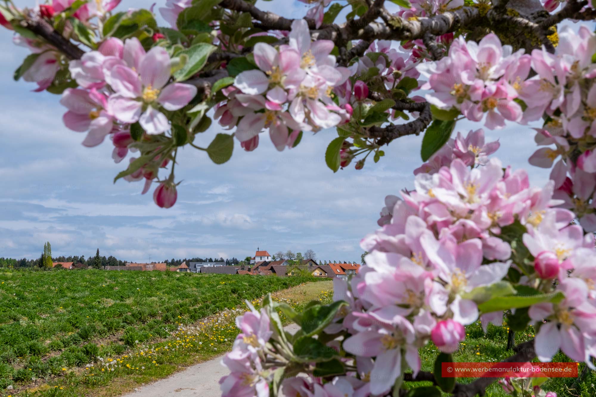 Apfelblüte am Bayerischen Bodensee