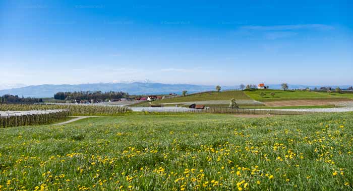Frühling in Wasserburg am Bodensee