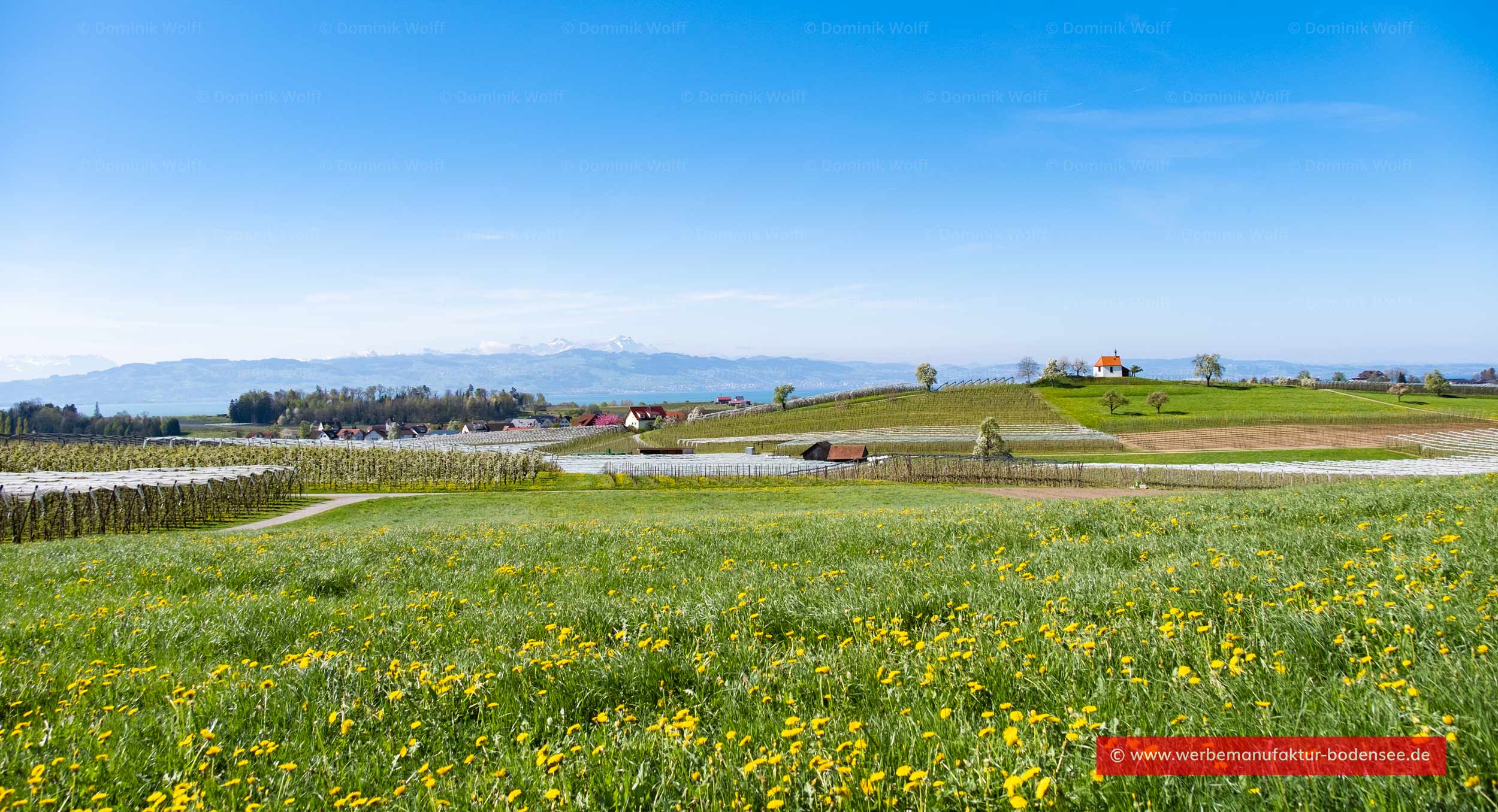 Bild + Foto - Frühling in Selmnau am Bodensee