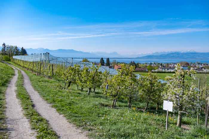 Blick auf den Bayerischen Bodensee